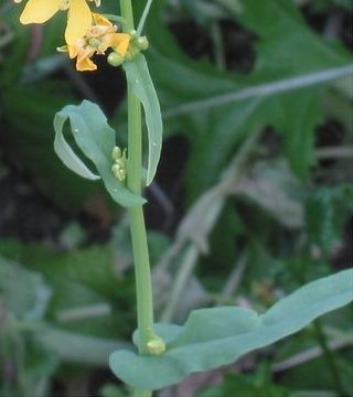花月杀手电影海报